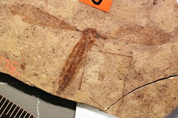 Media type: image;   Entomology PALE-1453